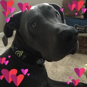 Meet your Posher, Suzanne